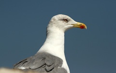 IMG_1079a